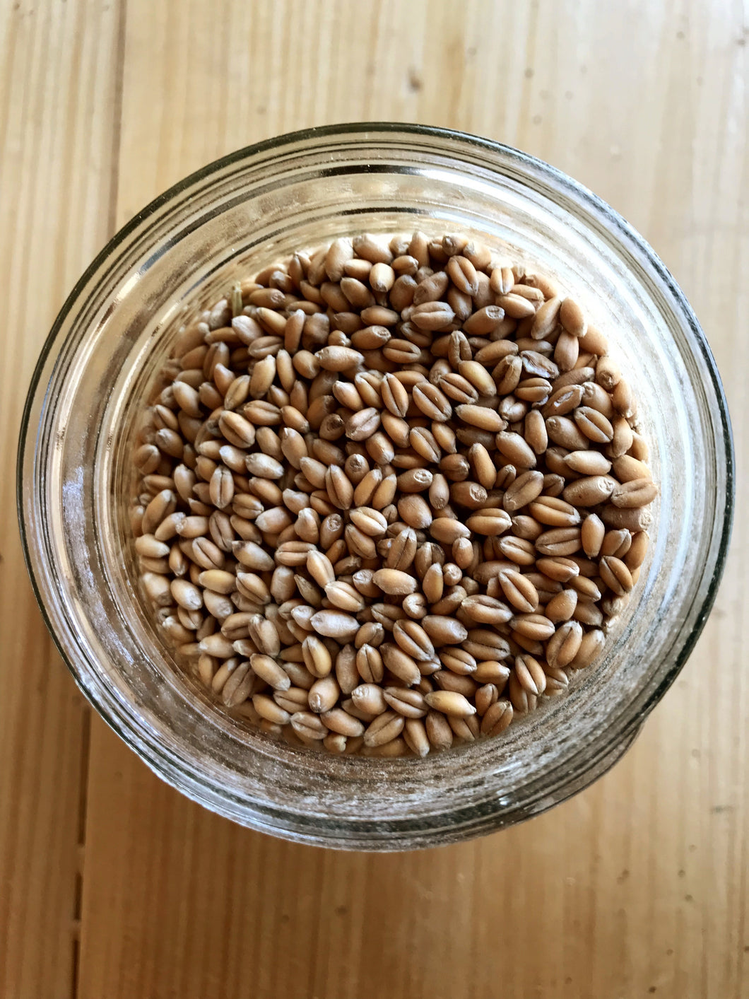 Ernst Grain Soft Red Wheat, Non-GMO